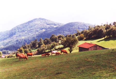 mucche_04