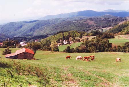 mucche_05