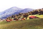 mucche_04