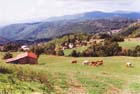 mucche_05