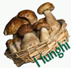 funghi